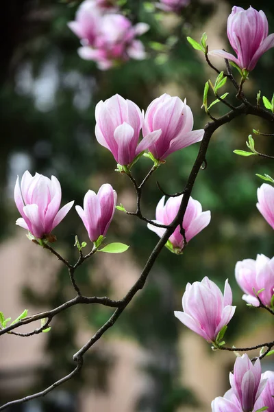 Magnolia blossom with flowers on tree in spring — Stock Photo, Image
