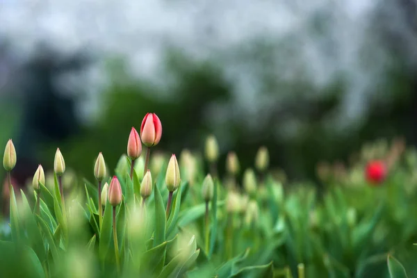 Gyönyörű piros tulipán virágok, a zöld virágágyásba természetes háttér — Stock Fotó