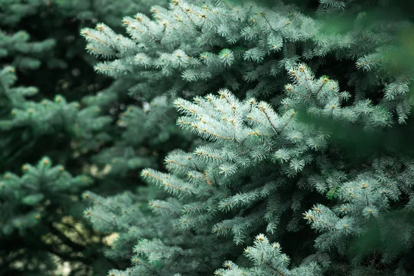 FIR tree bakgrund med gröna gren — Stockfoto