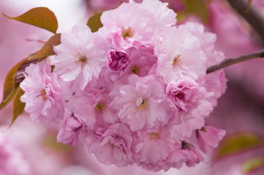 yeni hayat doğum, spa ve sakin ol, doğa ve güzellik, Bahar