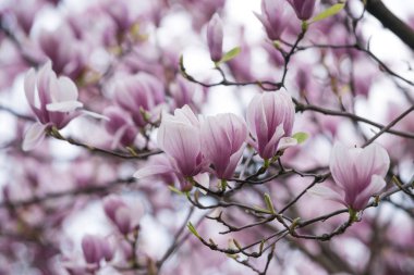 kadın ya da anneler günü, Bahar ve yaz, doğa ve çevre