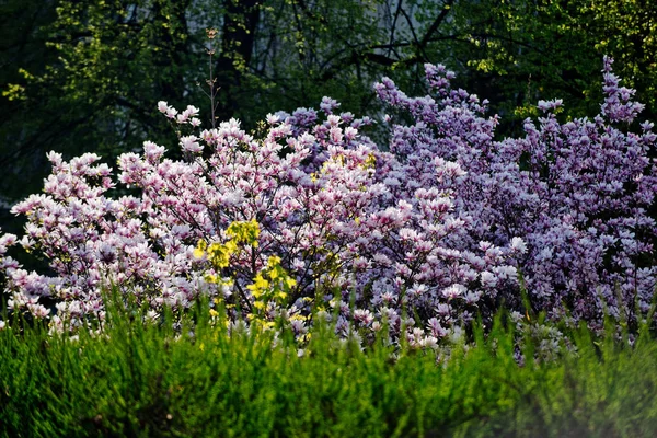 Kwiatowy wzór i ogrodnictwo, wiosną i latem, przyrody i środowiska — Zdjęcie stockowe