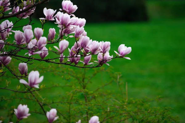 Mooie bloemen van de magnolia bloeiende boom roze kleur op tak — Stockfoto