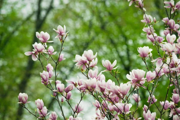 Florale achtergrond van roze magnolia bloemen op boomtak — Stockfoto