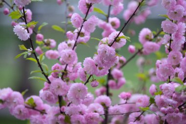 sakura çiçek ağaç dalı açık ihale çiçekler
