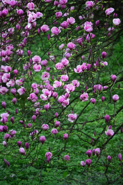 Magnolia kwiat kwiaty na drzewo na wiosnę — Zdjęcie stockowe