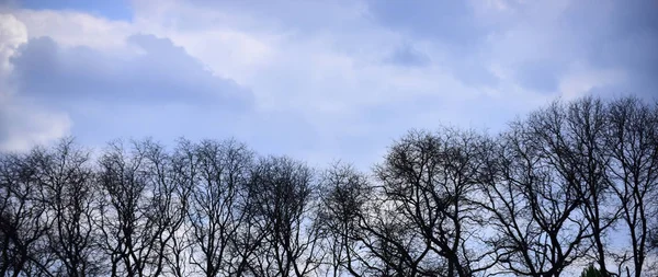 Baum mit kahlen Ästen im Wald bei blauem Himmel — Stockfoto