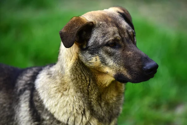 Evsiz köpek veya gür saç veya kürk ile evde beslenen hayvan arkadaş — Stok fotoğraf