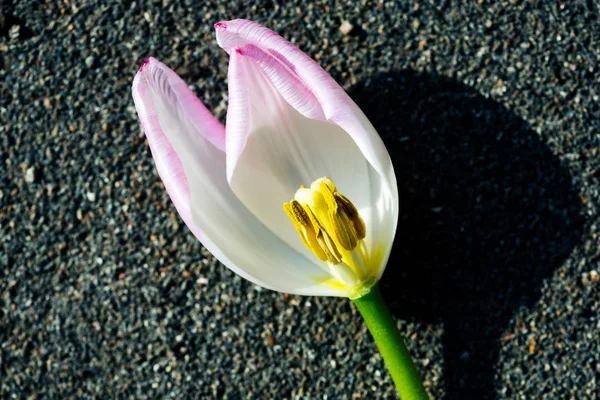 Tulipán virág bud — Stock Fotó