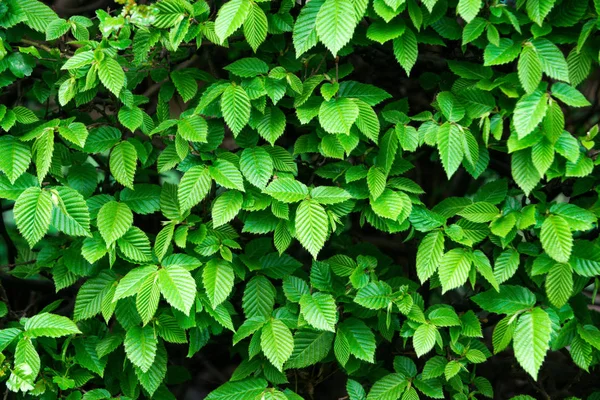 green leaf background, floral design, nature and environment