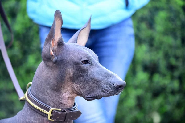 Messicano senza peli cane ritratto su sfondo sfocato — Foto Stock