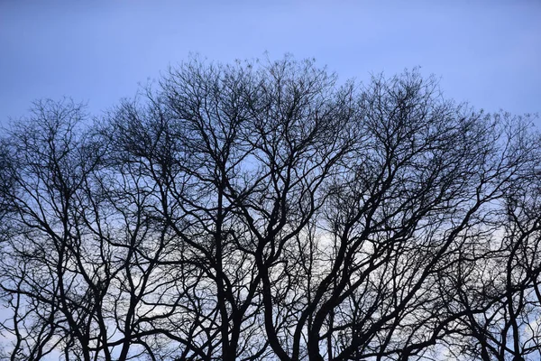 Talvi- tai syyskausi, puu paljain oksin — kuvapankkivalokuva