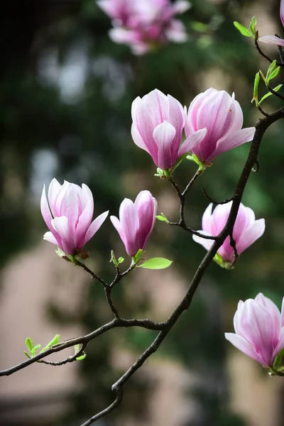 Flowers of magnolia blooming tree pink color on branch — Stock Photo, Image