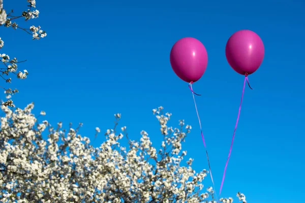 Rosa ballonger i blå himmel på träd med rosa körsbärsblom — Stockfoto