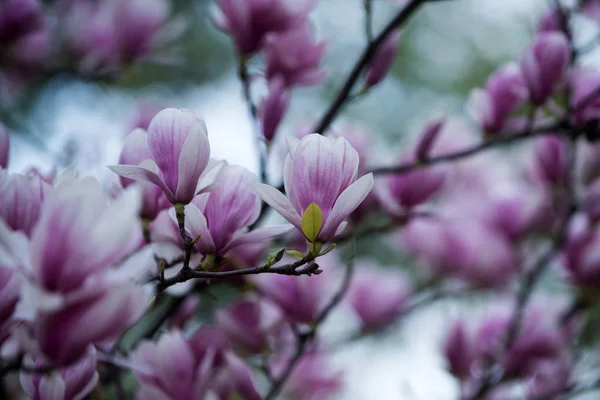 Fond de fleur, nature d'été ou de printemps dans le jardin — Photo