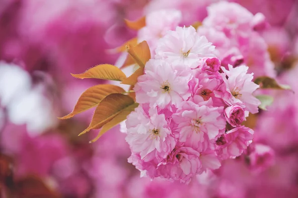 Sakura rosa o flor de cerezo en la temporada de primavera, Japón — Foto de Stock