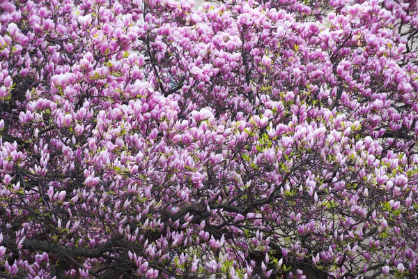 Różowy kwitnące drzewo magnolia kwiaty w ogrodzie na świeżym powietrzu wiosna — Zdjęcie stockowe