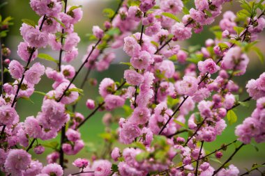 Sakura çiçek ya da pembe kiraz çiçeği bahar sezonu