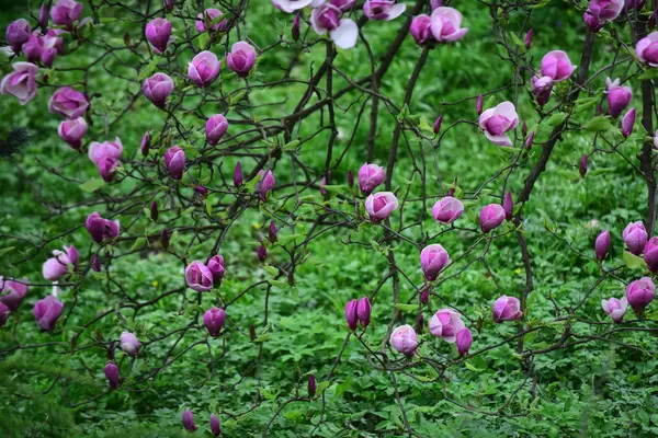Magnolia kwiat kwiaty na drzewo na wiosnę — Zdjęcie stockowe
