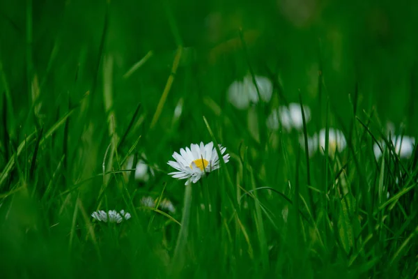 Natuur in de lente of zomer, medische bloem achtergrond — Stockfoto