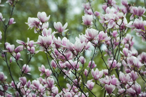 Magnolia boom blossom met roze bloemen aan tak in tuin — Stockfoto