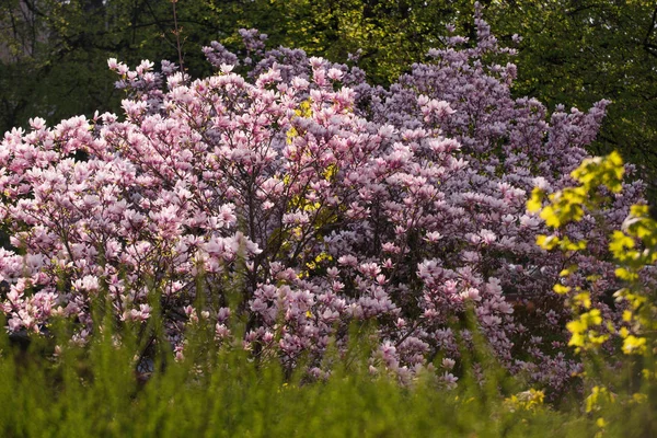 Kwiat natura tło, lato, wiosna, projektowanie krajobrazu w ogrodzie — Zdjęcie stockowe