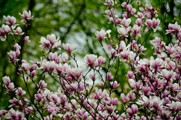 Bloem achtergrond, zomer of lente natuur in de tuin — Stockfoto