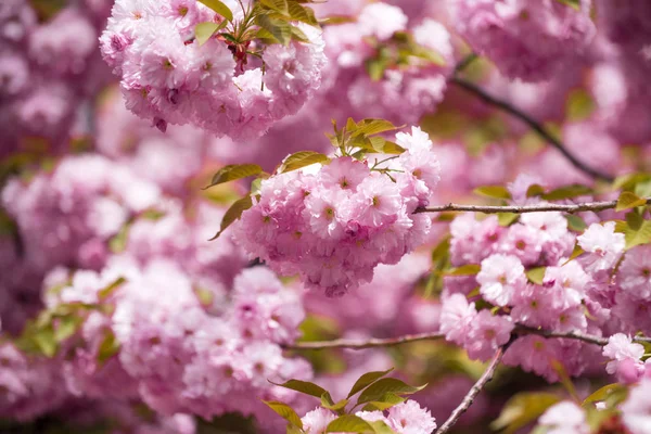 Design floral et jardinage, femmes, fête des mères, printemps et été — Photo