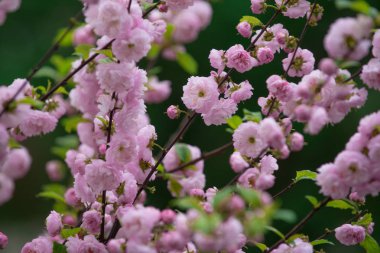 çiçek tasarım ve bahçecilik, kadın, anneler günü, Bahar ve yaz
