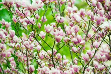 ağaç bahar üzerinde çiçekli Manolya çiçeği