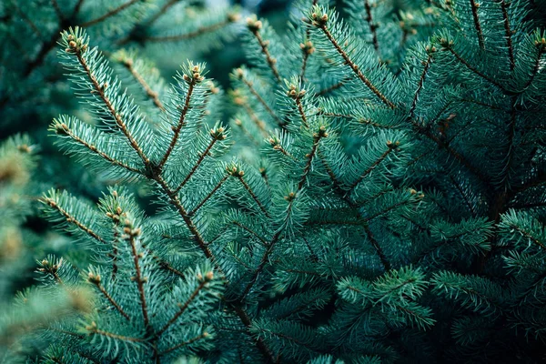 Tanne Hintergrund mit grünem Zweig — Stockfoto