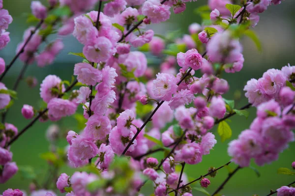 Kwiatowy wzór i ogrodnicze, odzież, dzień matki, wiosną i latem — Zdjęcie stockowe