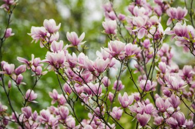 Manolya Çiçeği, çiçek bahar doğa ağaç üzerinde şube