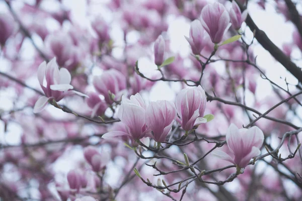 Flor de primavera flor de magnolia árbol color rosa — Foto de Stock