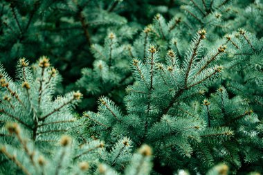 Noel ağacı veya köknar ağacı dalı kış arka plan olarak