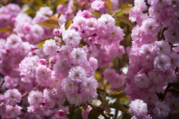 Tło kwiat w przyrodzie wiosną lub latem w Japonii, projekt — Zdjęcie stockowe