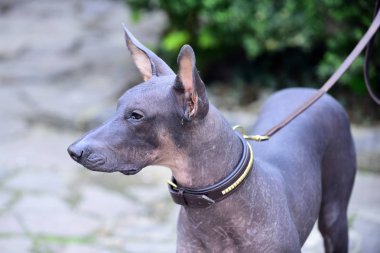 Xoloitzcuintli doğurmak, Meksika hairless köpek gri renk açık köpek