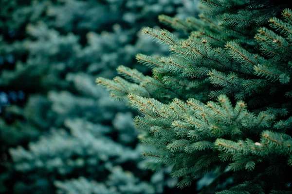 background from green fir tree branch, fluffy young branch fir tree with needles