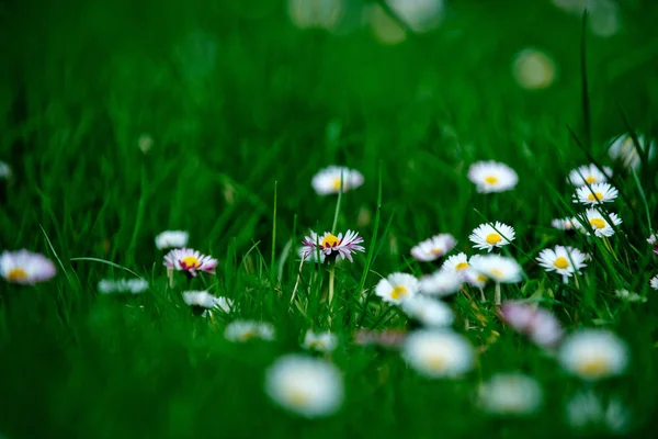 Kwiaty daisy z białych płatków na zielonej trawy — Zdjęcie stockowe