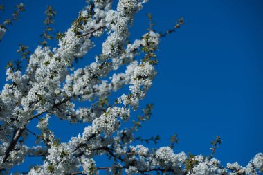 kuş kiraz ağacı çiçeği beyaz renkli çiçekler