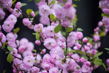 güzel çiçek çiçek açan sakura ağacı dalı üzerinde renk pembe