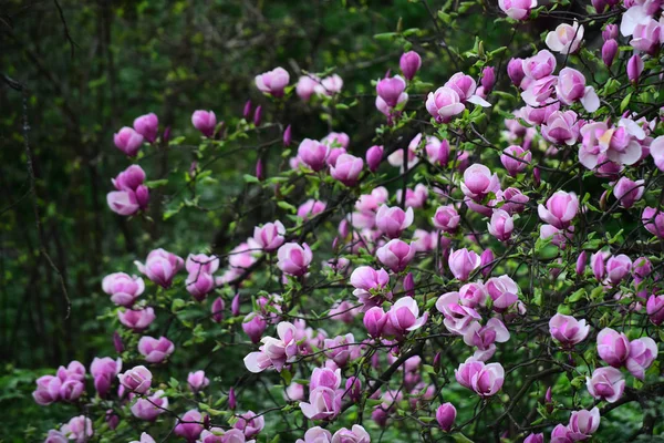 Kwitnących kwiatów magnolii wiosną na naturalne podłoże — Zdjęcie stockowe