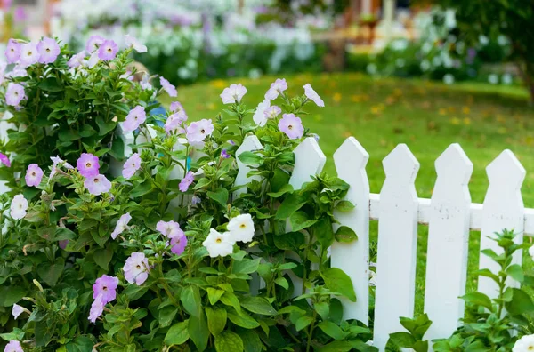 Jardín con hermosas flores violetas cerca de la cerca de madera blanca —  Fotos de Stock