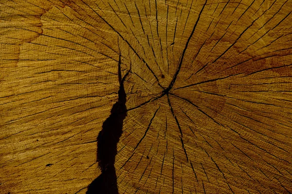 Holz Baumstamm Hintergrund — Stockfoto