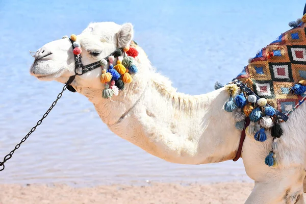 Arabian camel animal Royalty Free Stock Photos