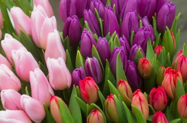 yeşil yaprakları ile Lale