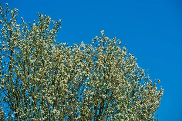 Spring blossoming tree of apricot or cherry on blue sky — Stock Photo, Image
