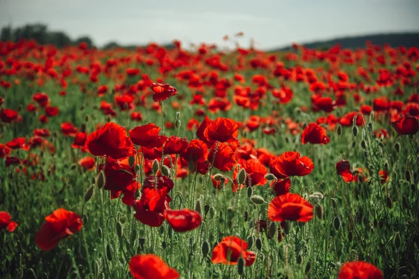 Campo de flores de fondo de semilla de amapola roja — Foto de Stock