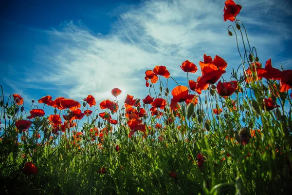 Semilla de amapola o flor roja en el campo en el cielo azul — Foto de Stock