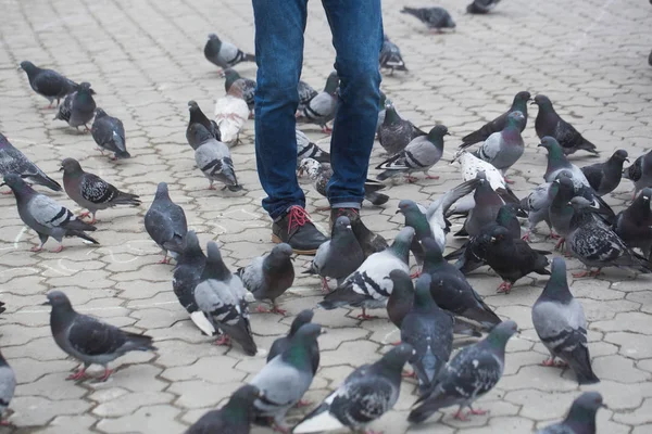Erkek kot güvercinler ile ayakta bacaklarda